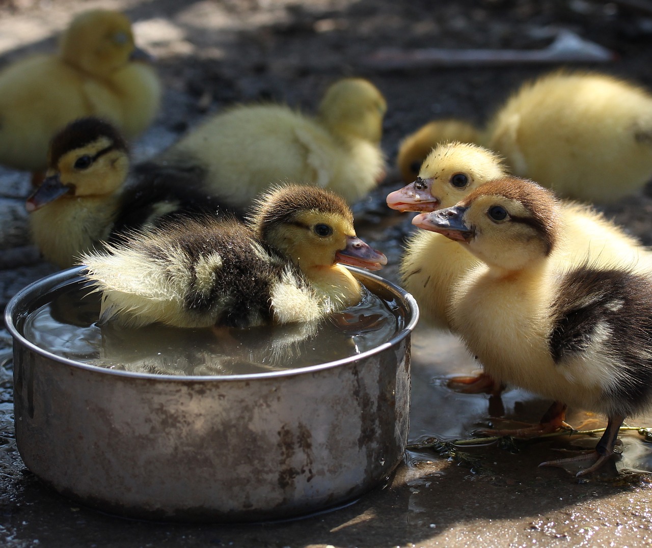 duckling fluffy cute free photo