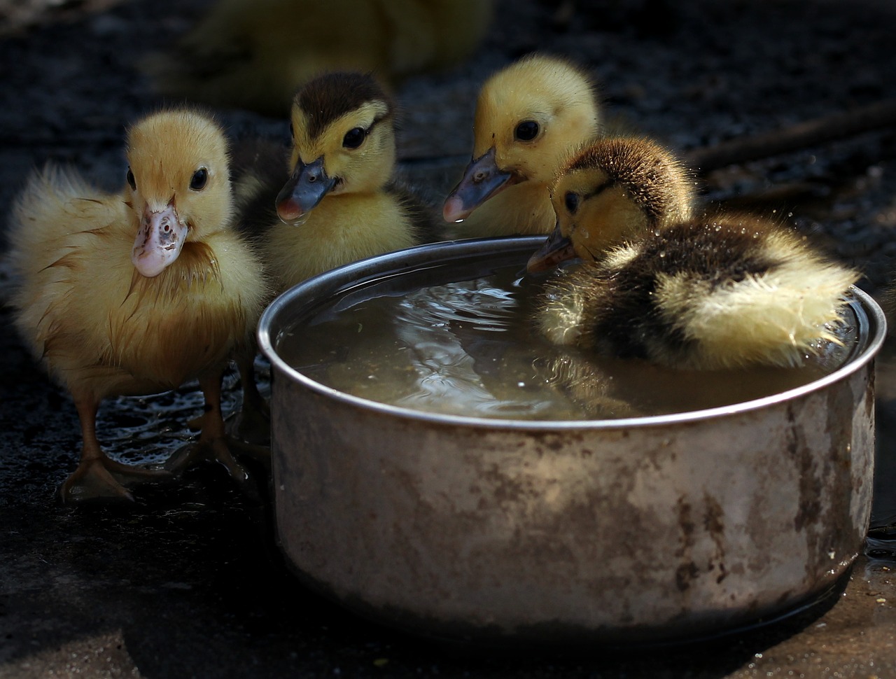 duckling fluffy cute free photo