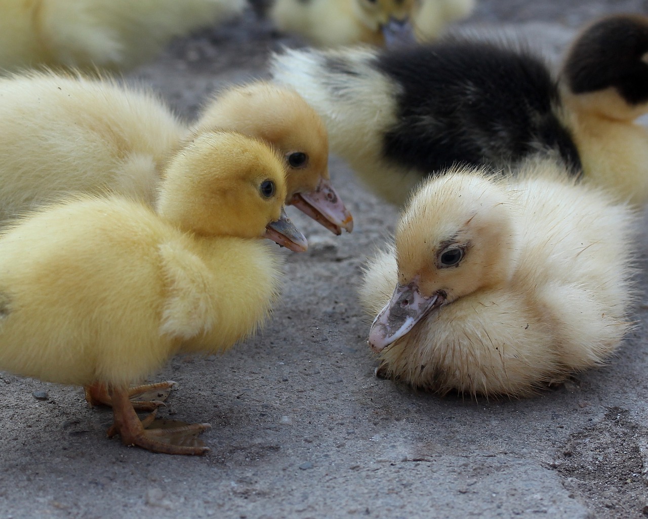 duckling fluffy cute free photo