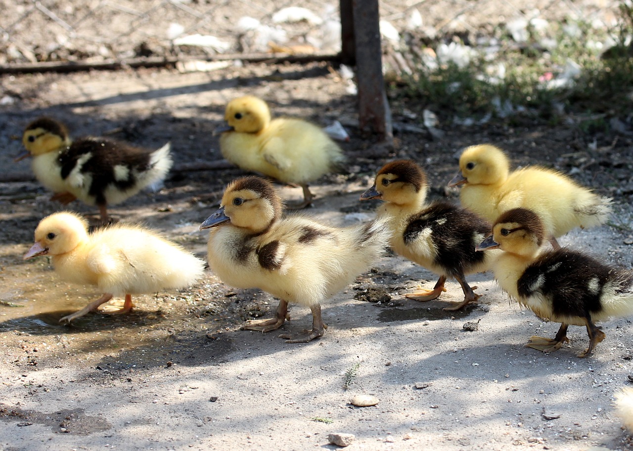 duckling fluffy cute free photo