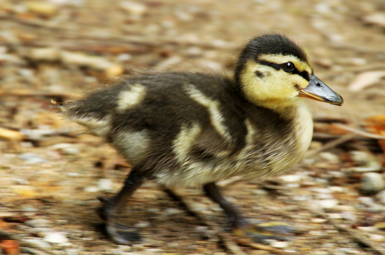 duckling duck bird free photo