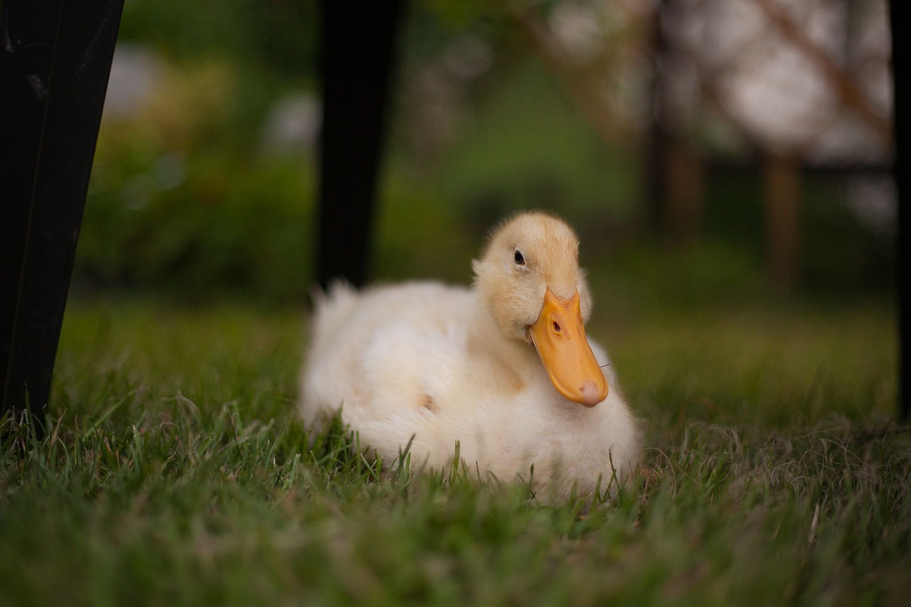 duckling animals duck free photo