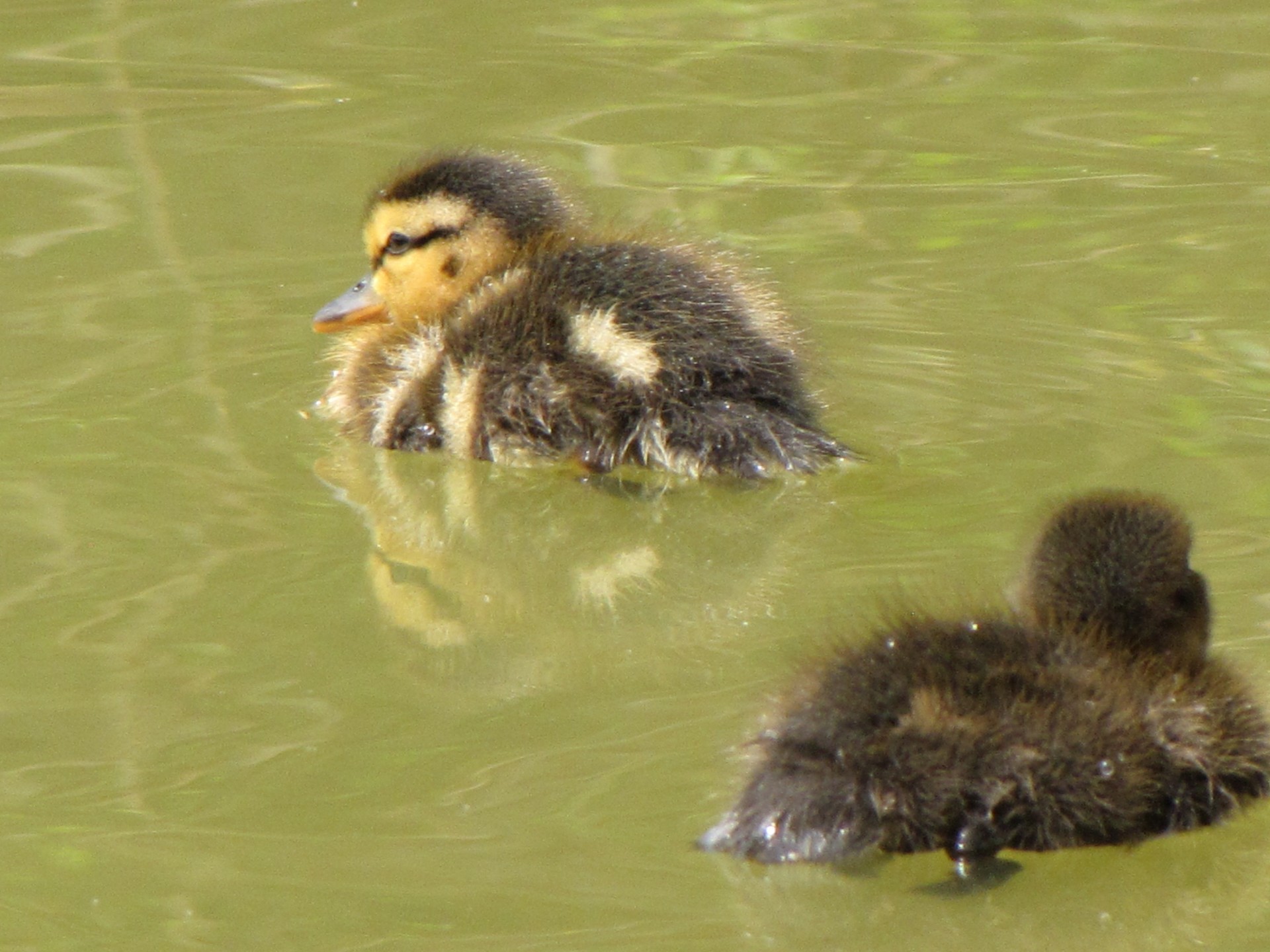 duckling duck collar free photo