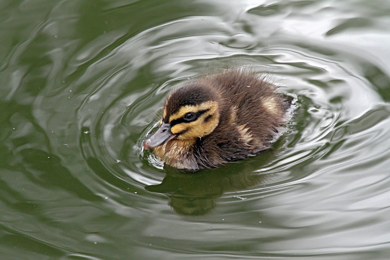 duckling nature duck free photo