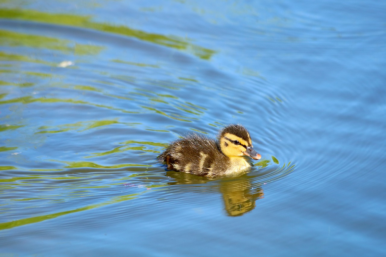 duckling  duck  cub free photo