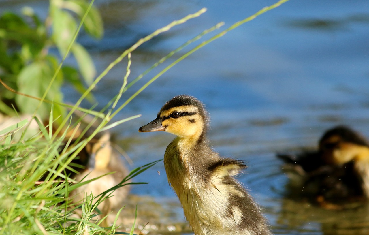 duckling  duck  cub free photo