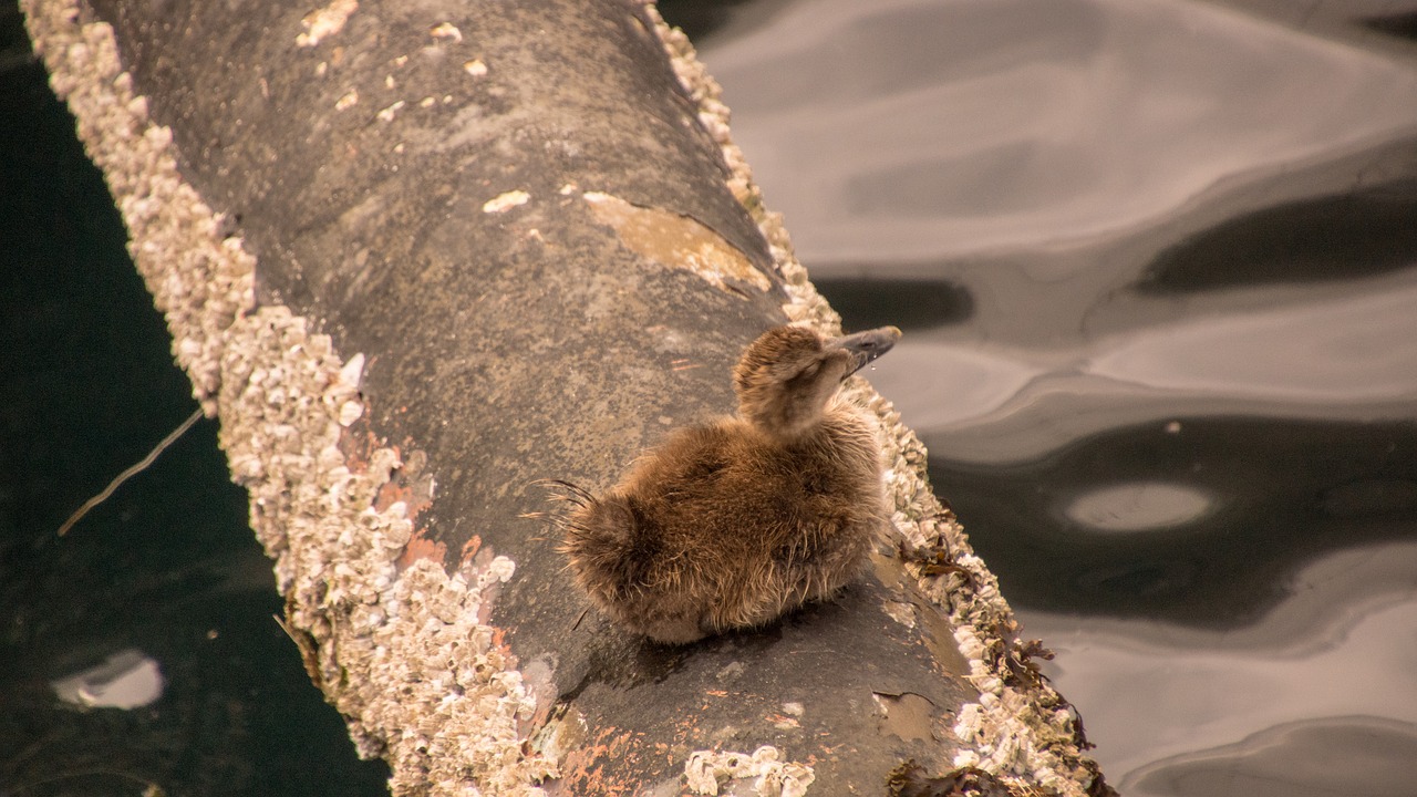 duckling  duck  chick free photo