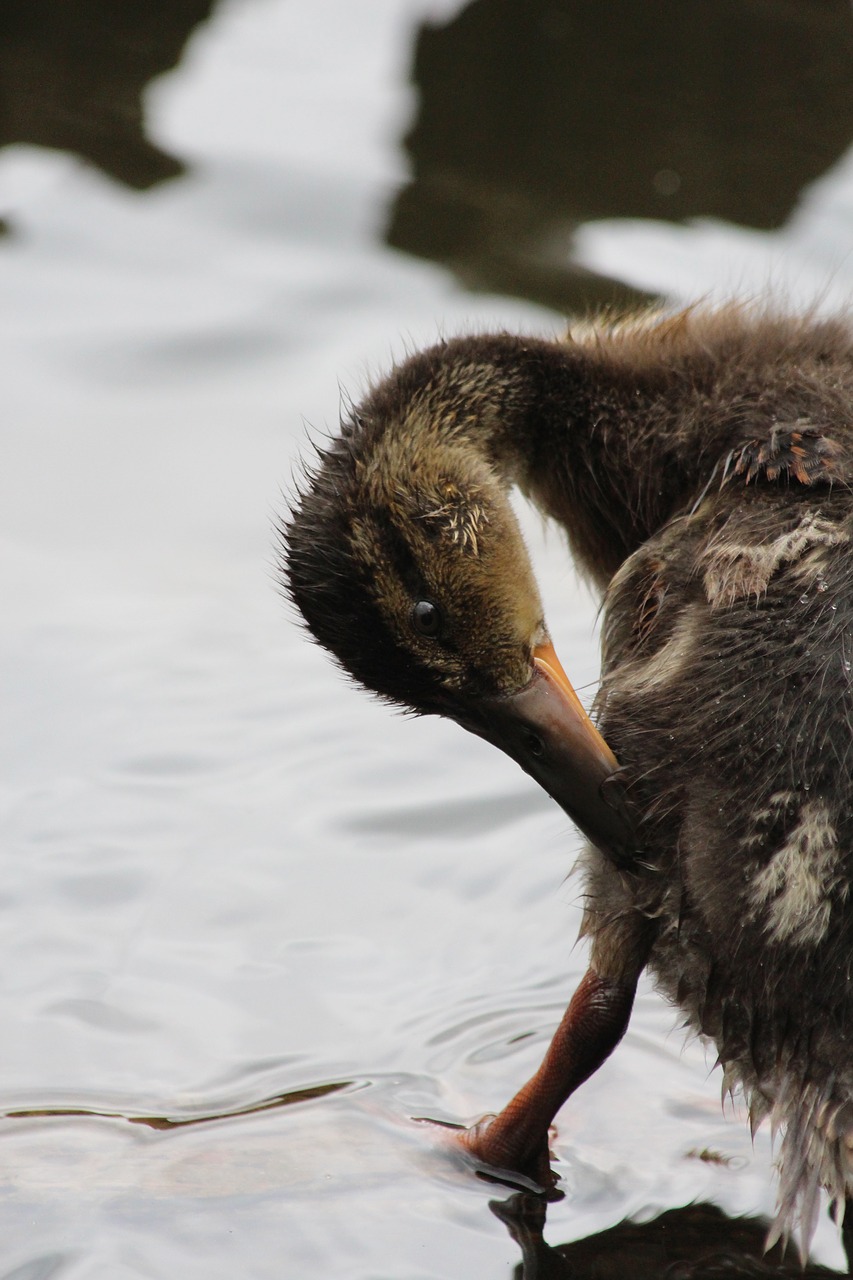 duckling  anas platyrhynchos  duck free photo