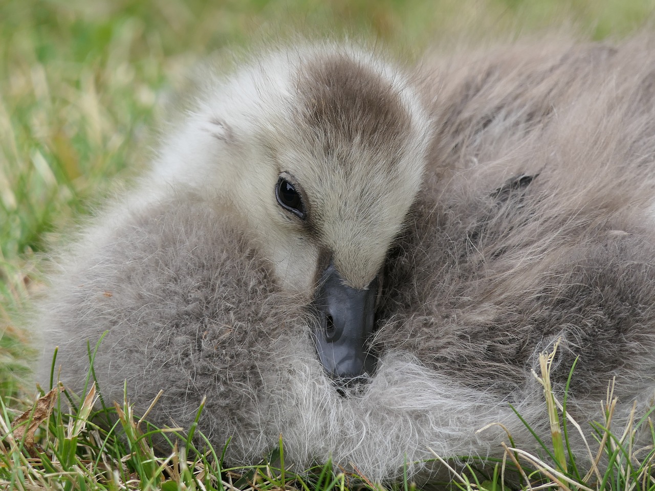 duckling  baby  rest free photo