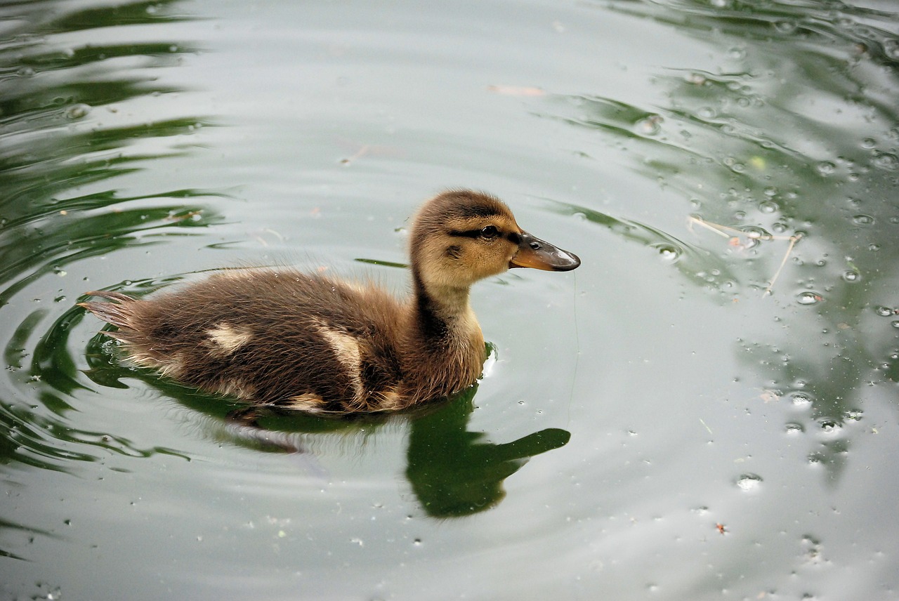 duckling swimming pond free photo