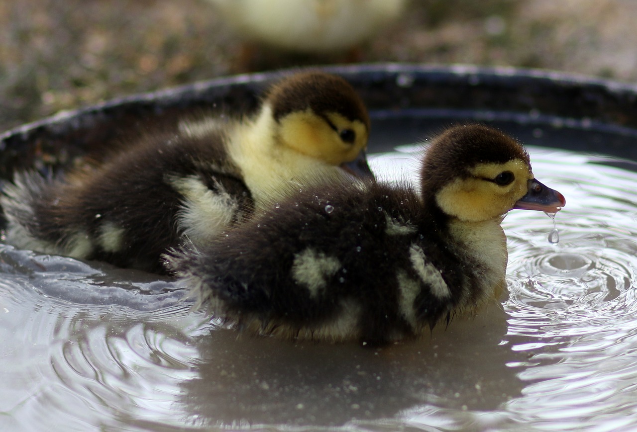 duckling  two  water free photo