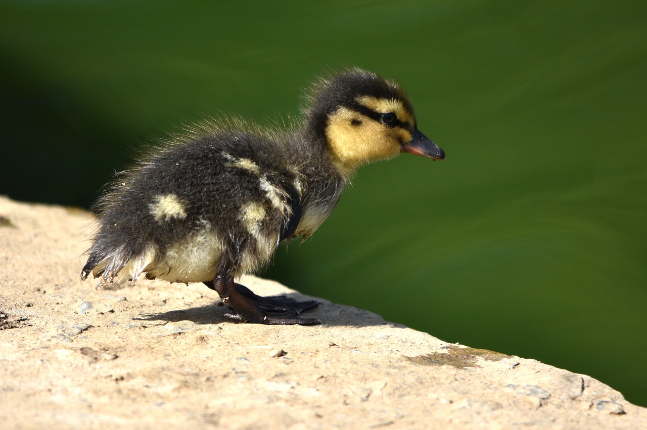 duckling  baby  ducklings free photo