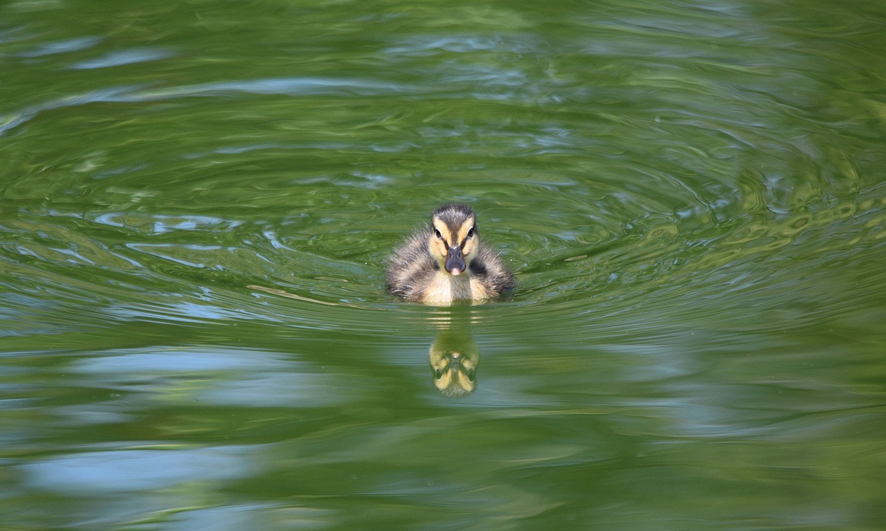 duckling  swim  ducklings free photo