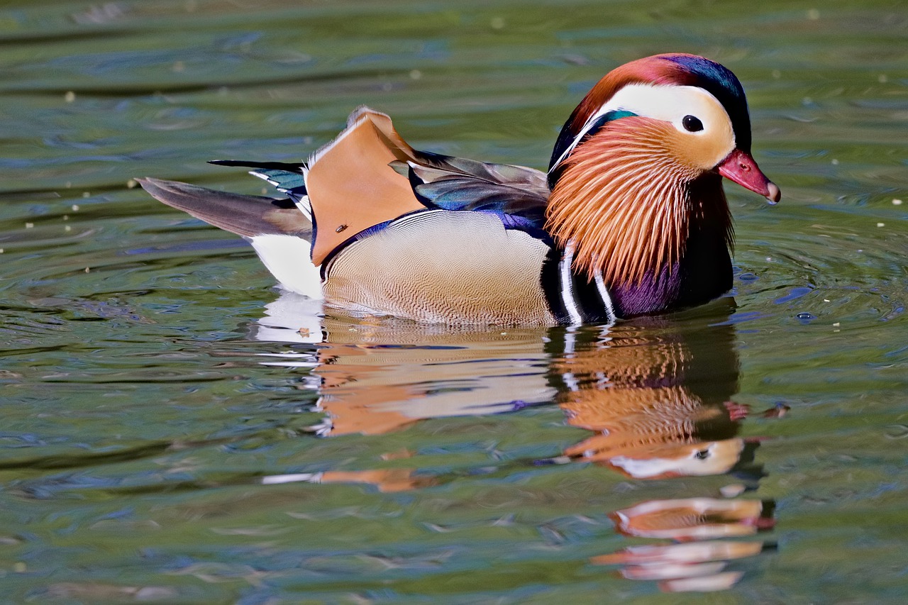 duckling  duck  bird free photo