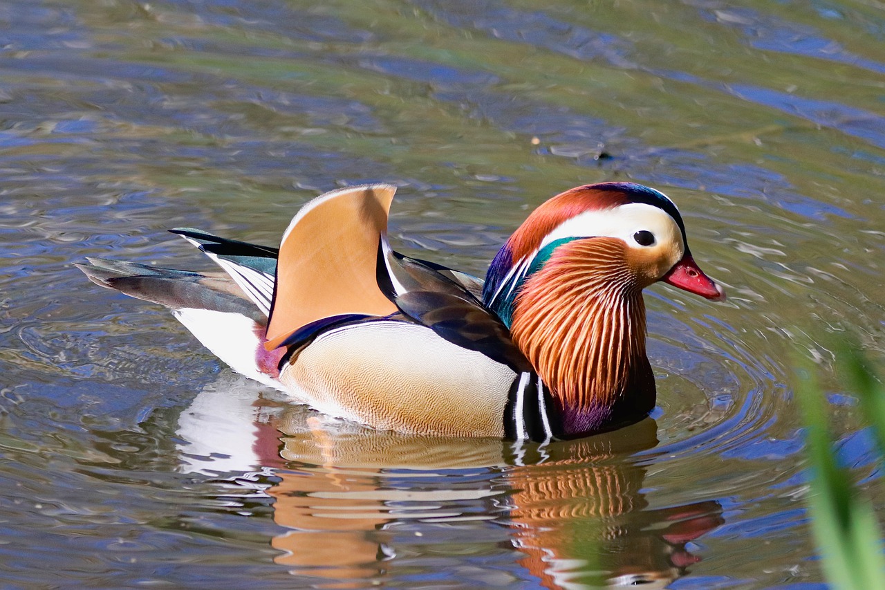 duckling  duck  bird free photo