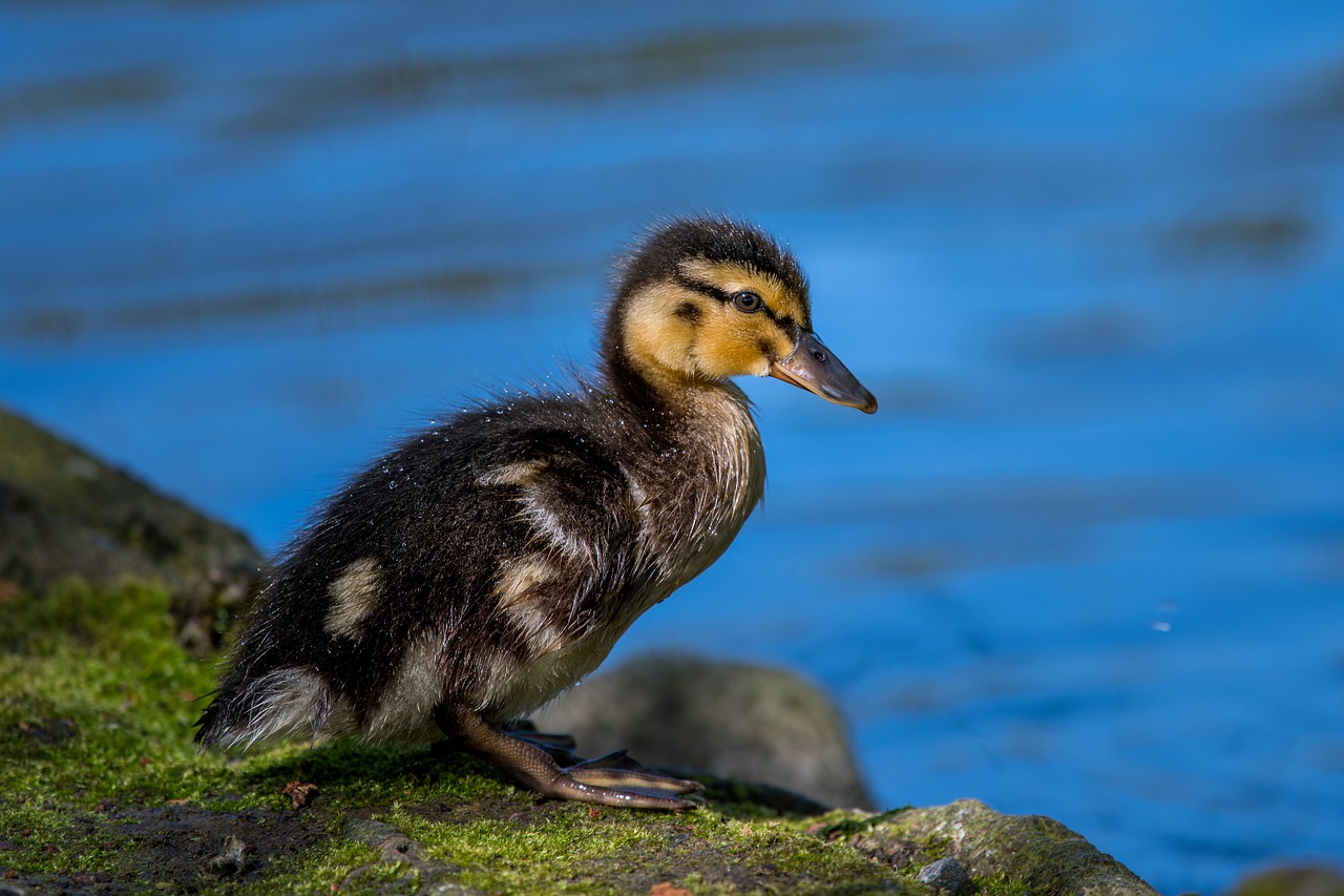 duckling  baby  cute free photo