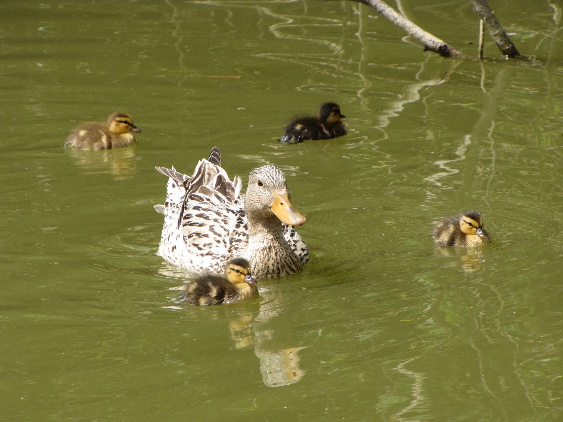 duckling duck collar free photo