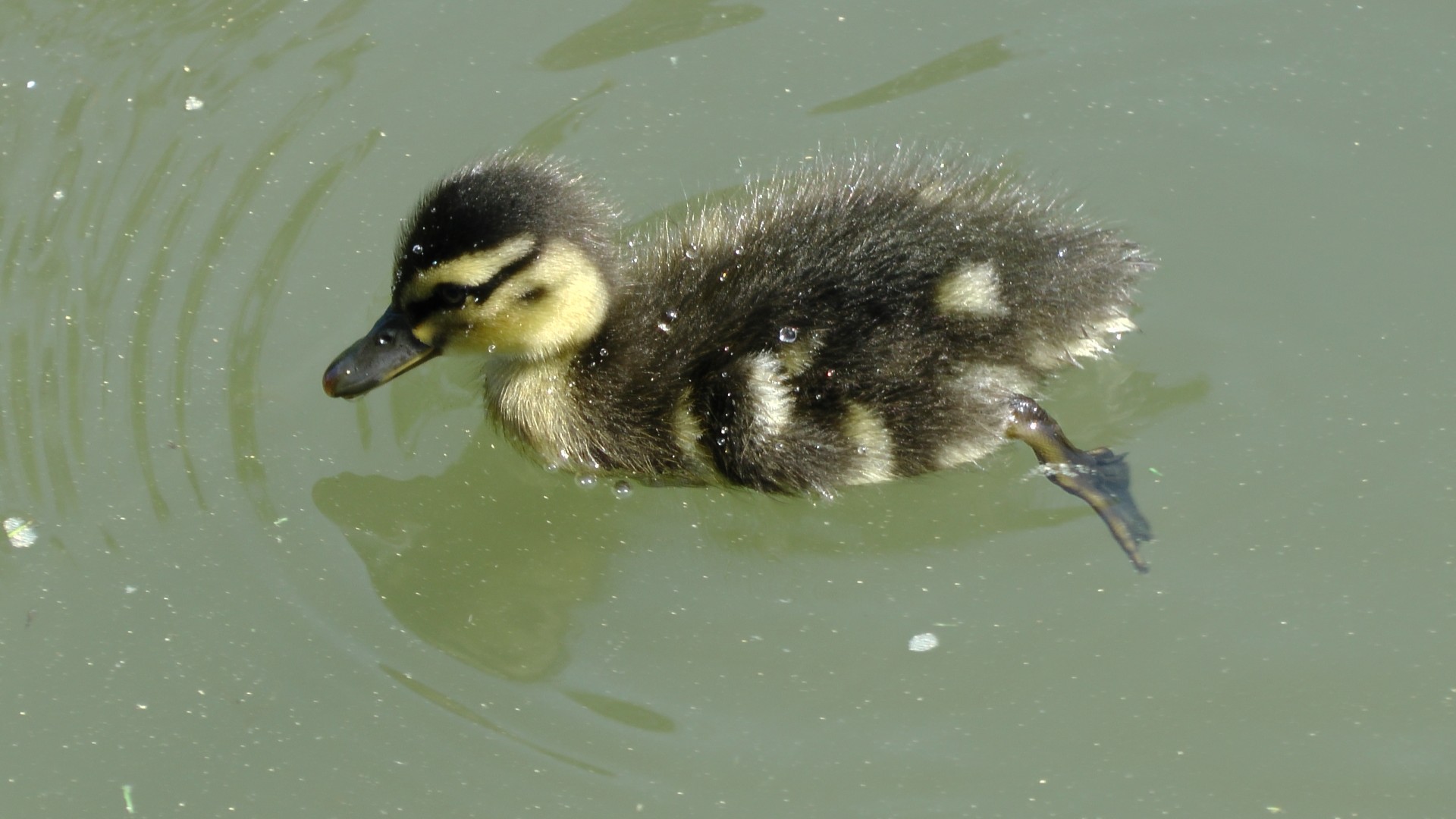 duck grass duck duckling pond free photo