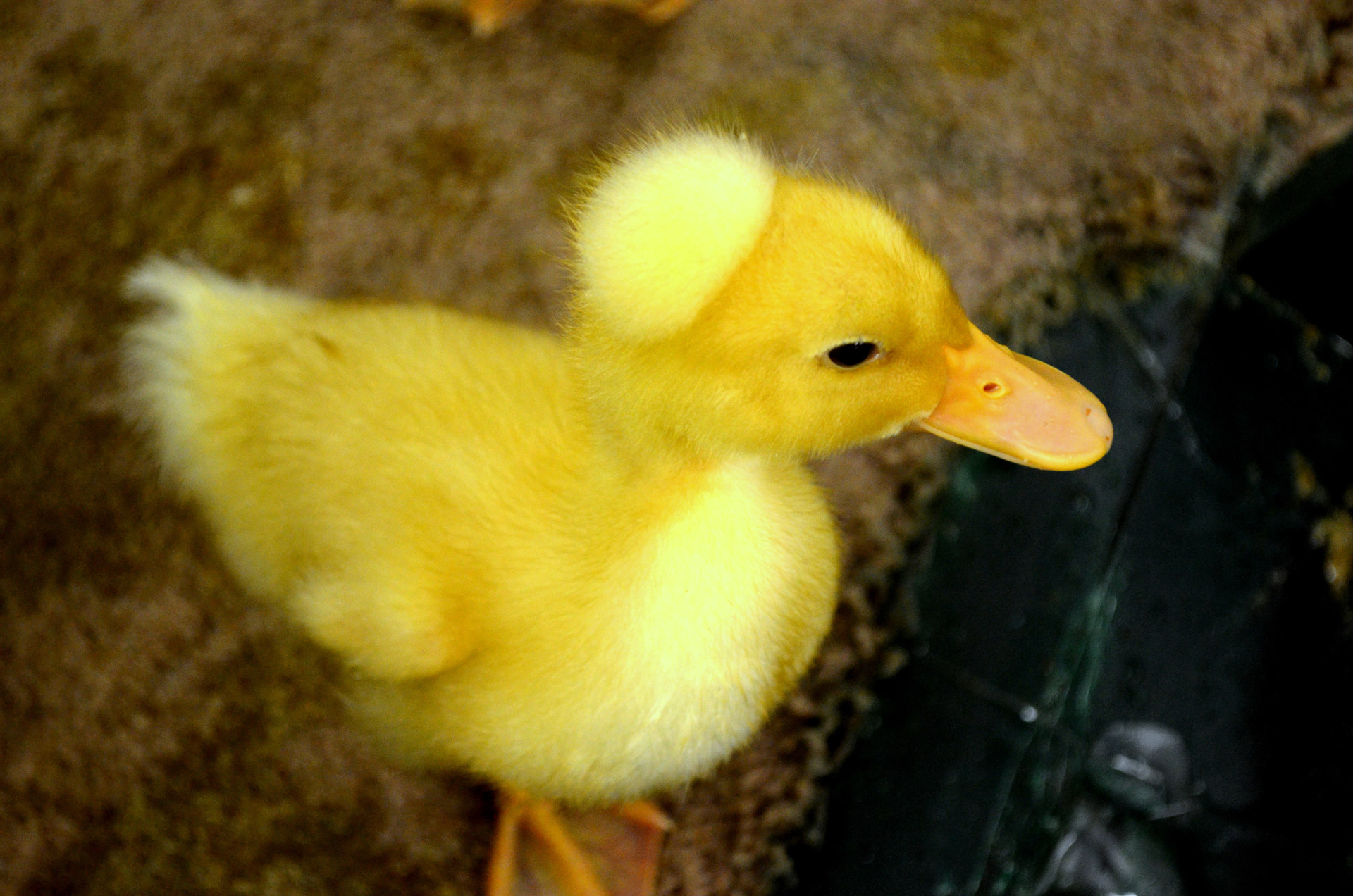 duck duckling bird free photo