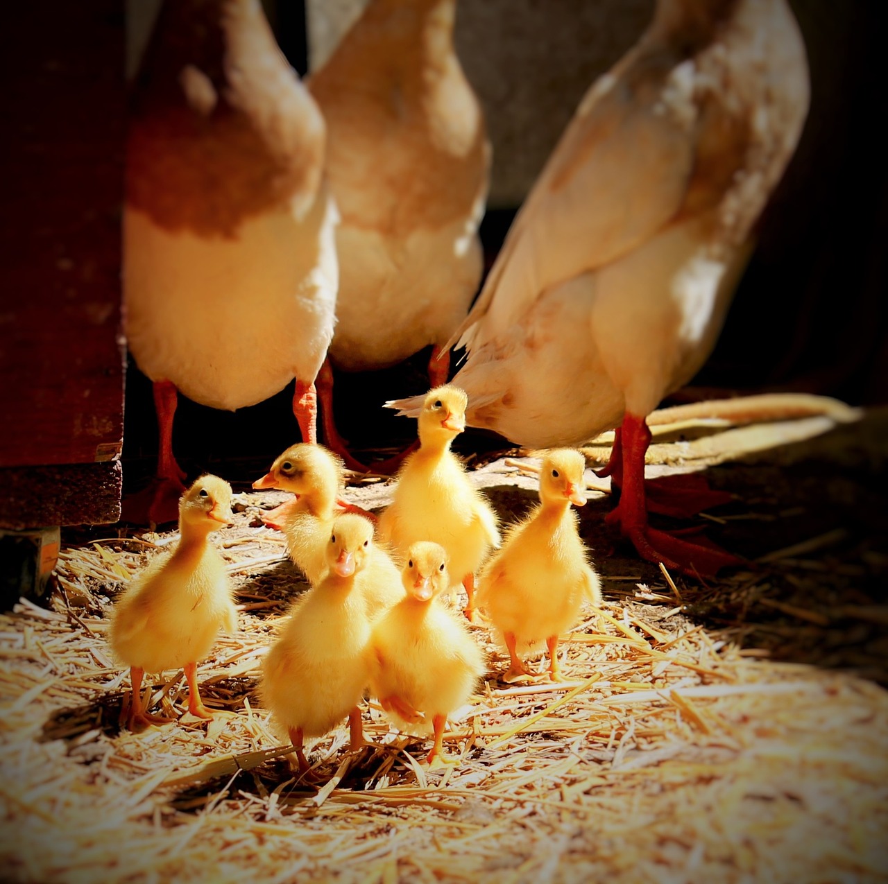 ducklings ducks water free photo