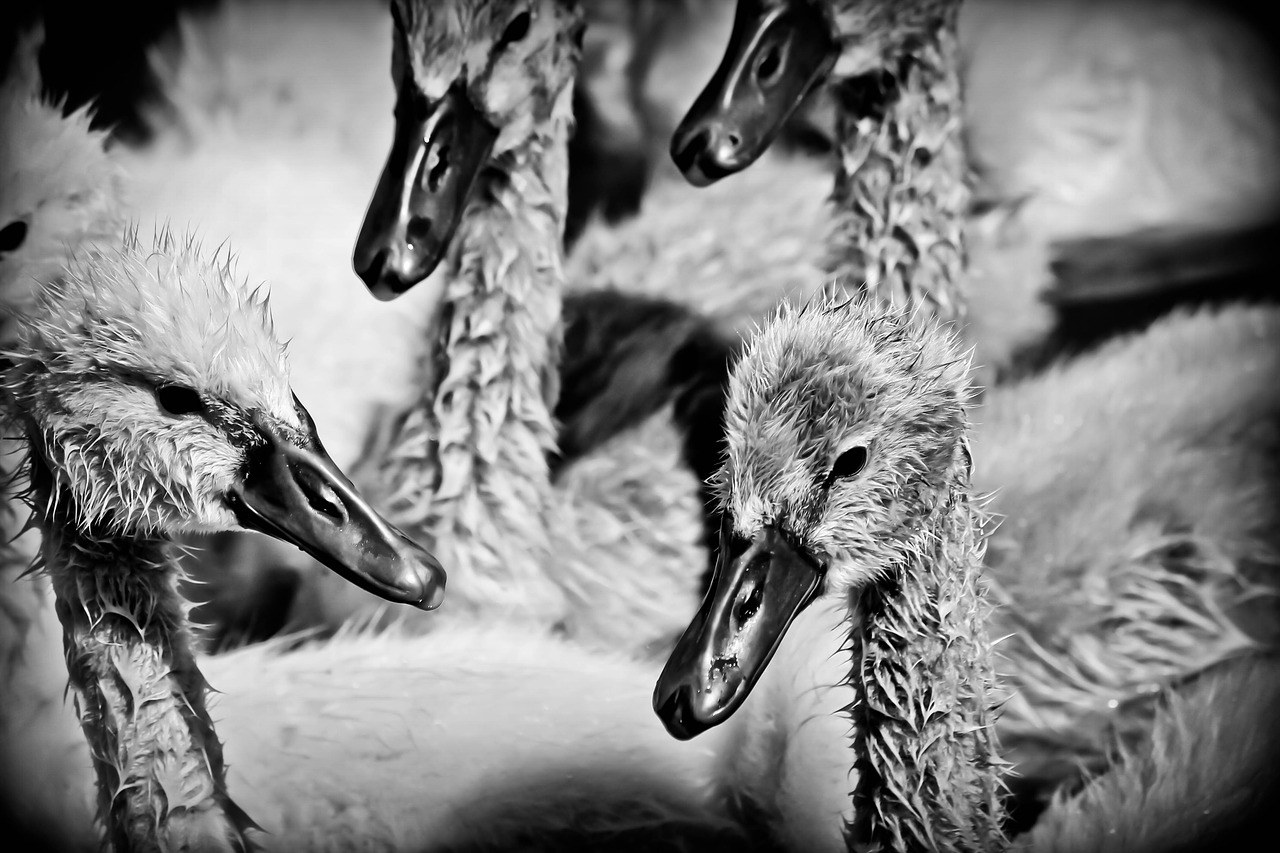 ducklings ducks bird free photo