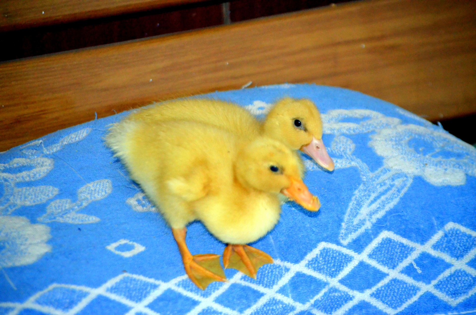 duck duckling bird free photo