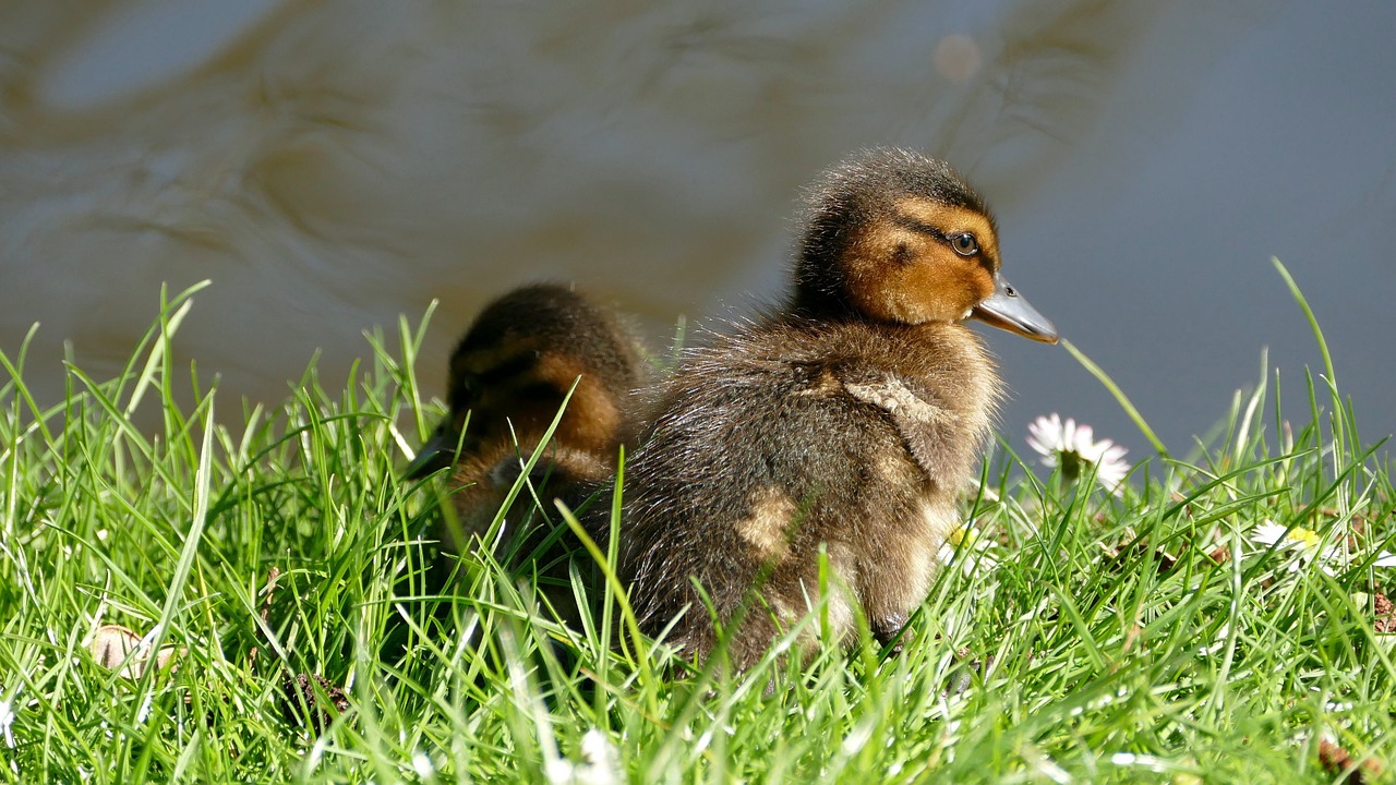 ducklings chicks ducks free photo