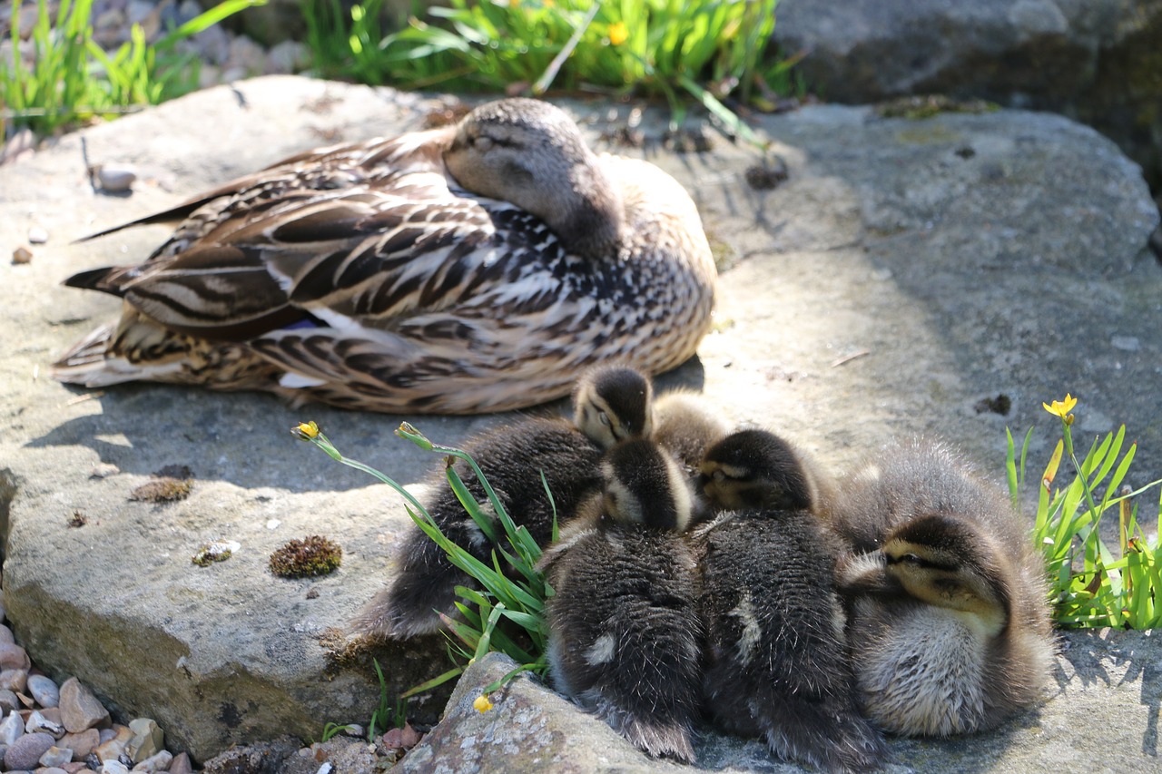 ducklings england cotswolds free photo