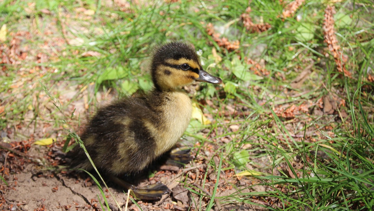 ducklings duck water bird free photo