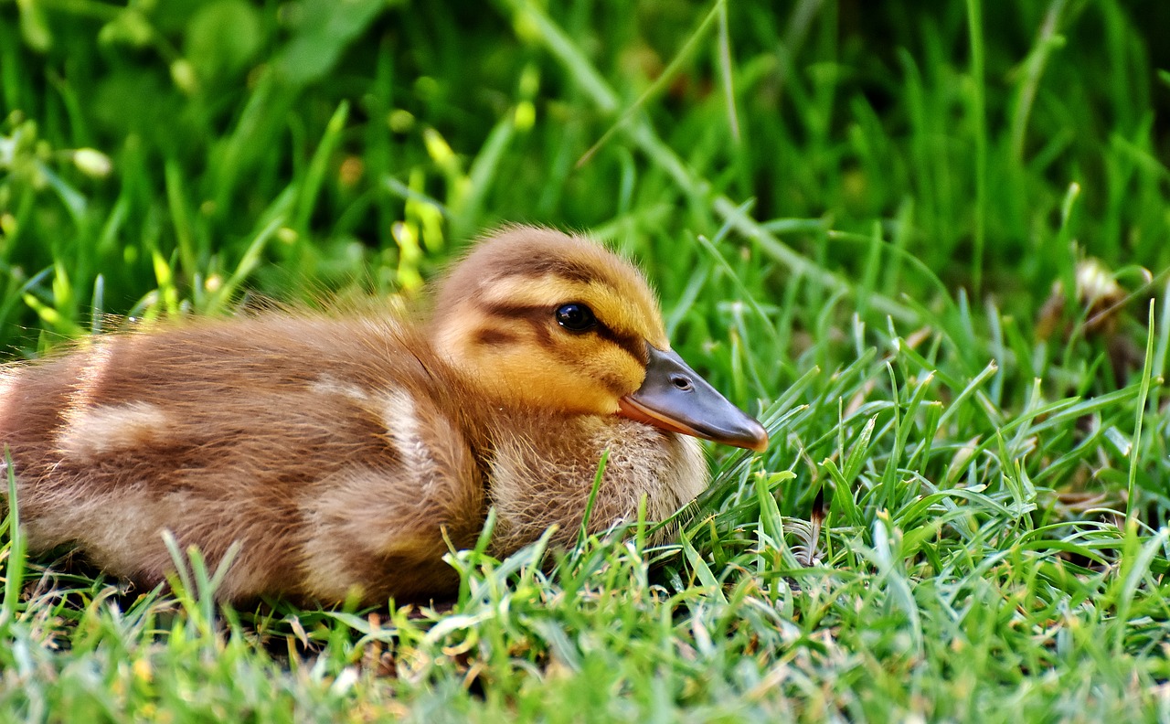 ducklings duck water bird free photo