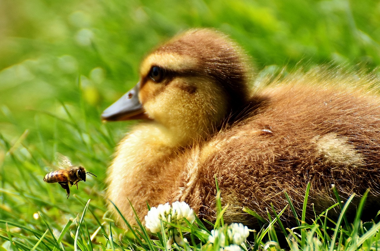 ducklings bee funny free photo