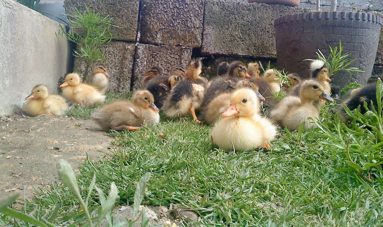 ducklings chicks young free photo