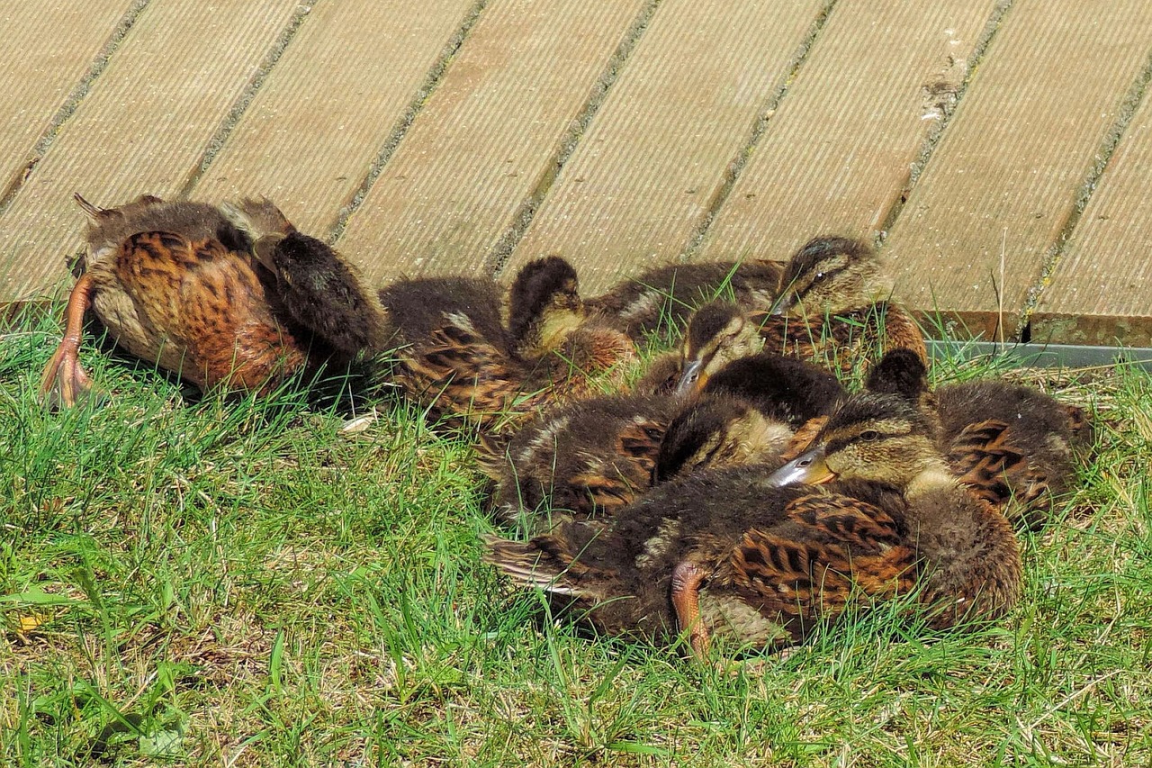 ducklings  feather  bill free photo