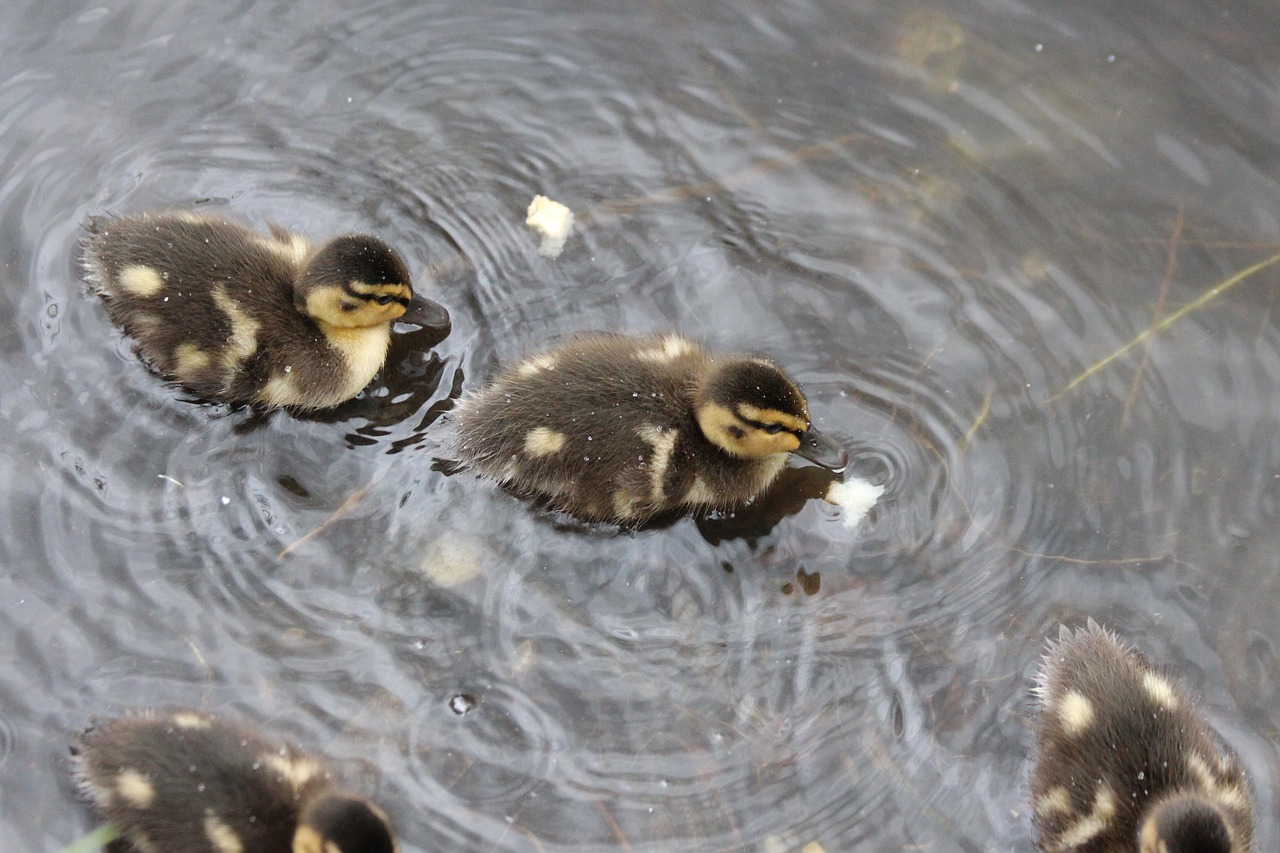 ducklings  anas platyrhynchos  duck free photo