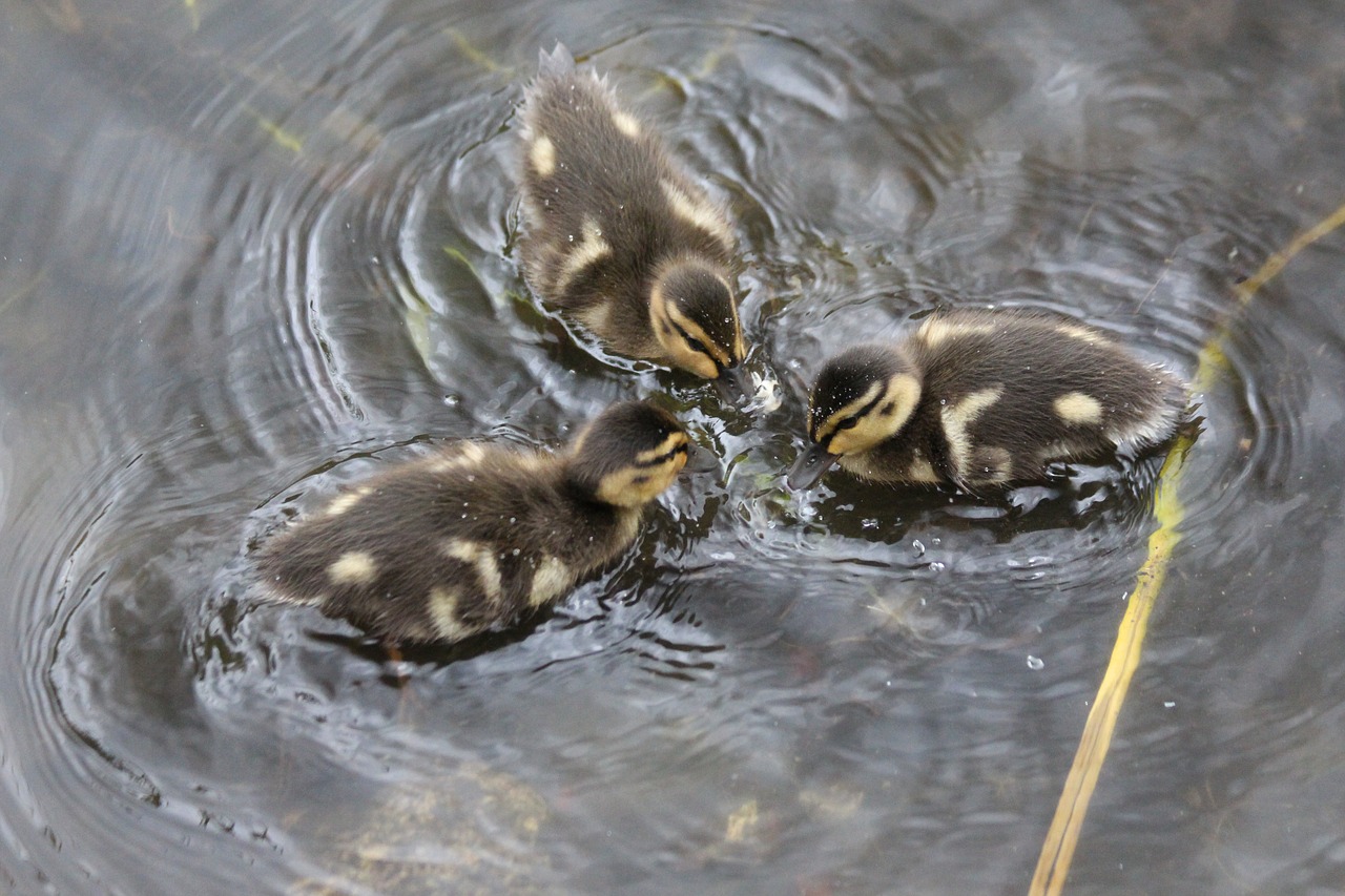 ducklings  anas platyrhynchos  duck free photo