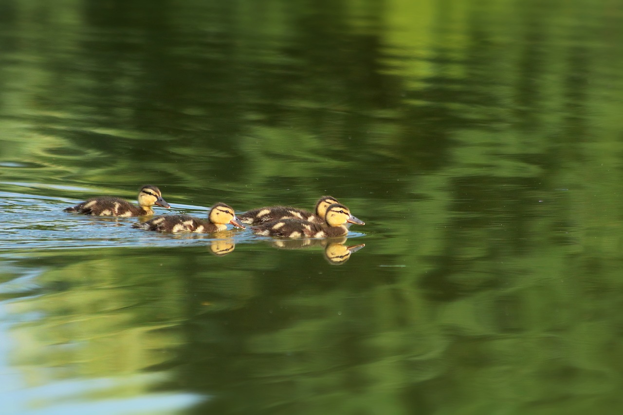 ducklings  ducks  brood free photo