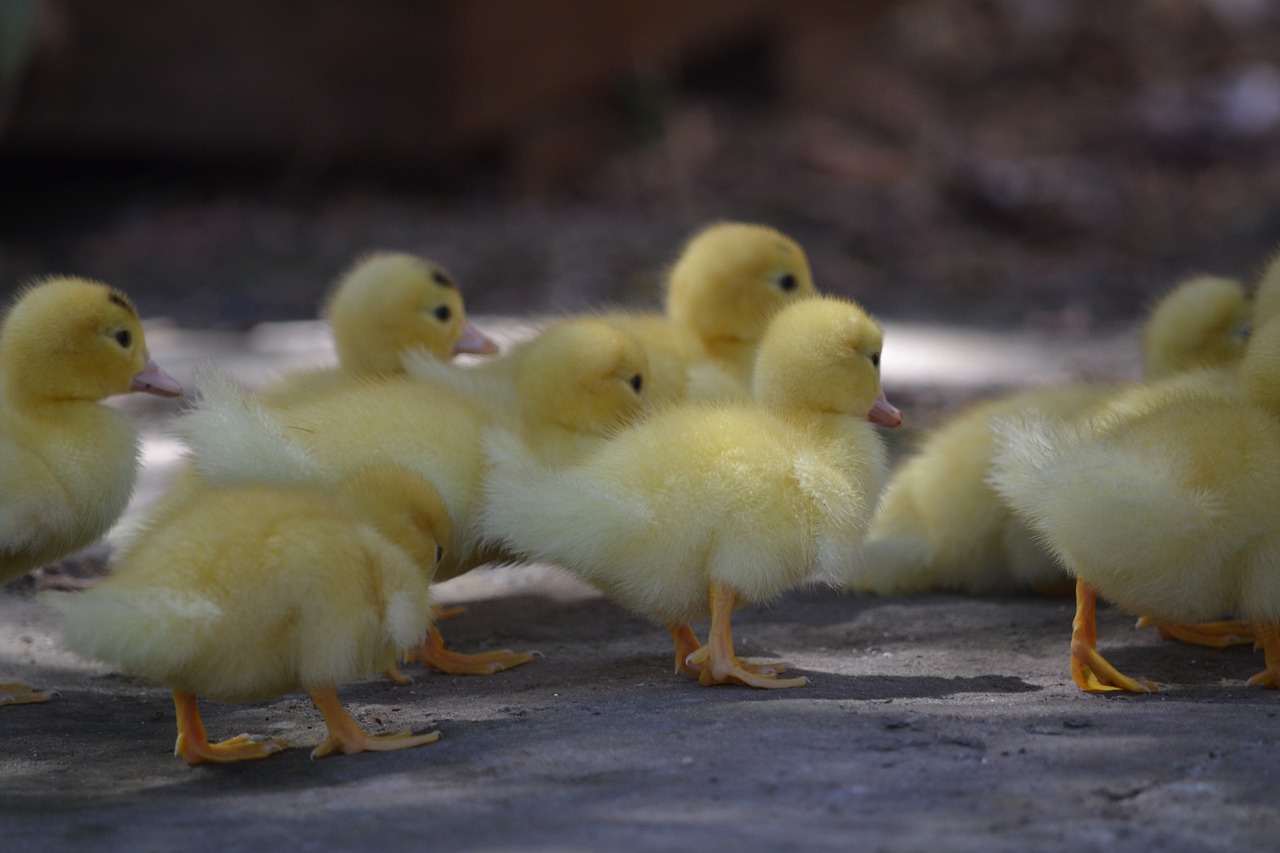 ducklings  cute  fluffy free photo