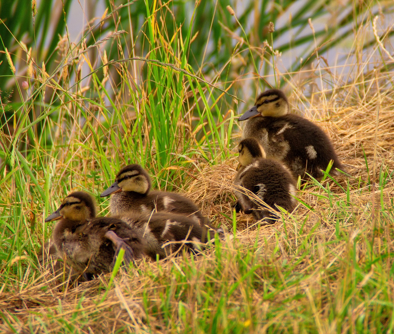 ducklings  duck  chicks free photo