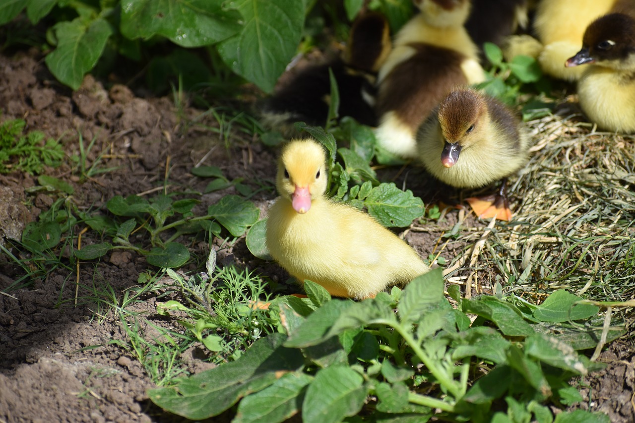 ducklings  yellow  small free photo