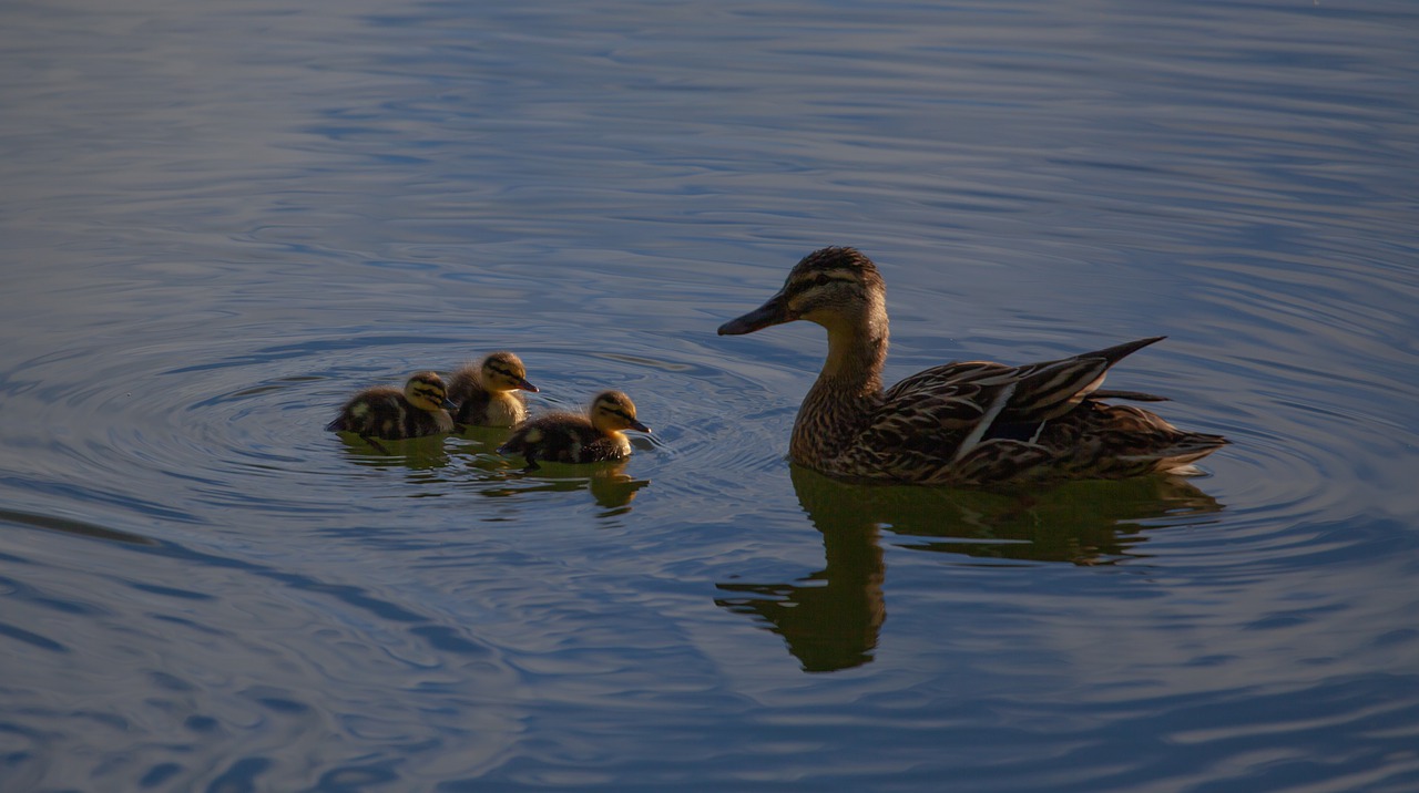 ducklings  duck  mallard free photo