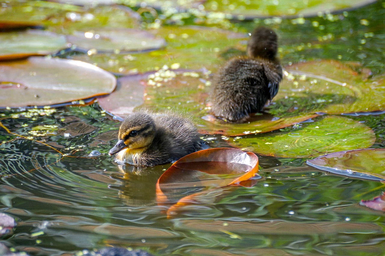 ducklings  duck  cute free photo