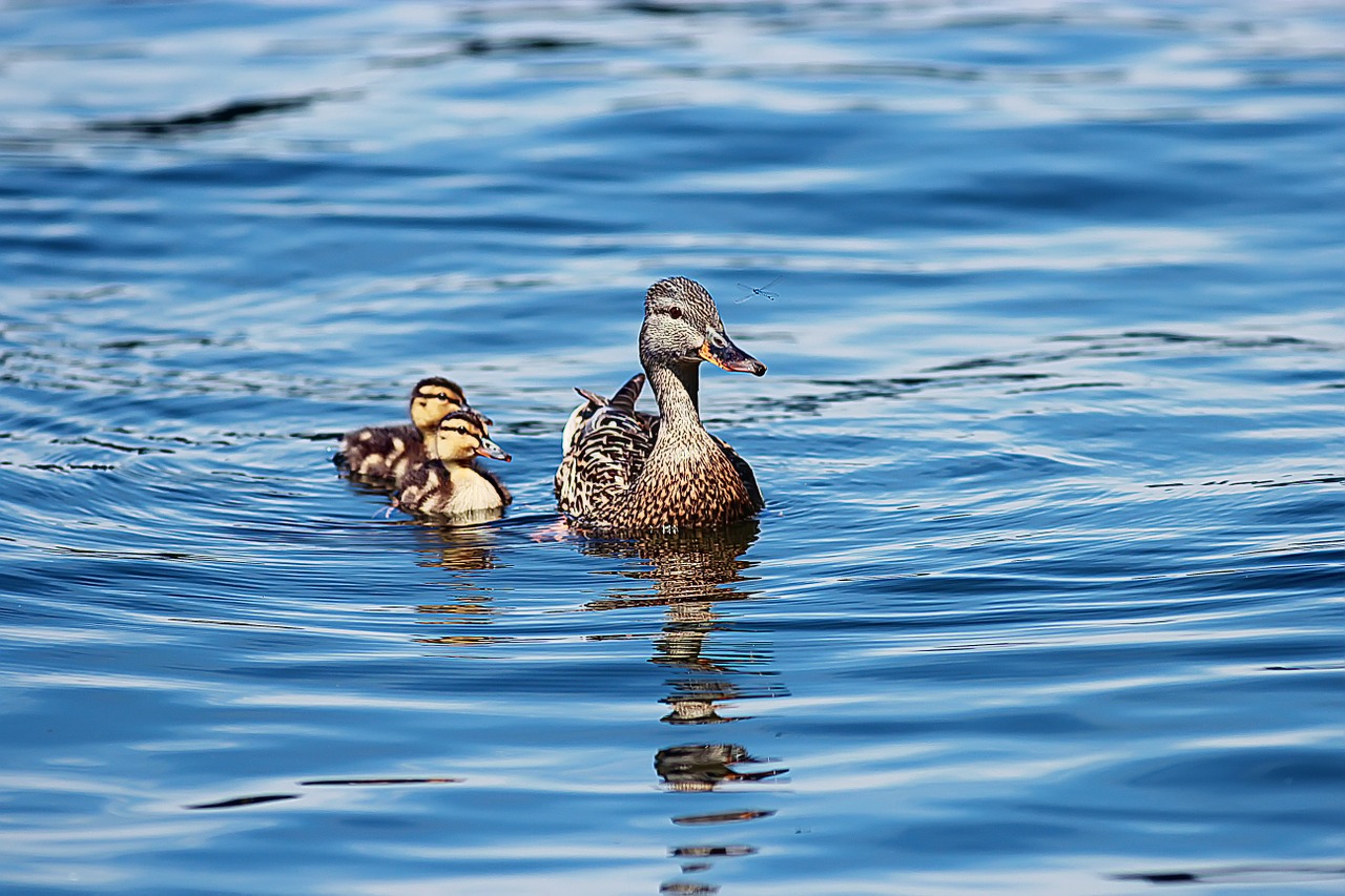 ducklings duck babies free photo