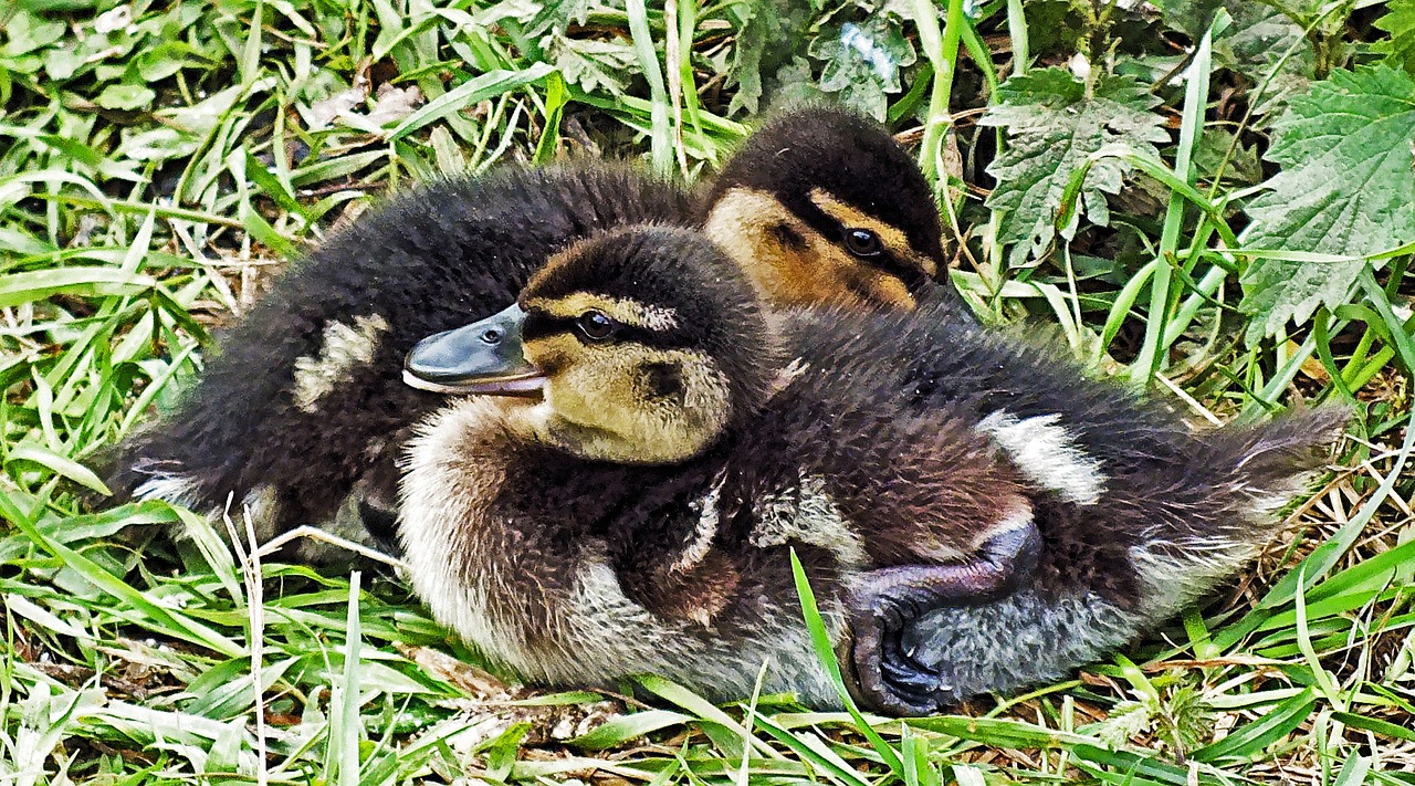 ducklings duckling young free photo