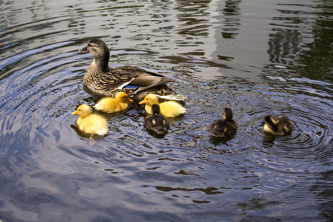 ducklings duck mother free photo
