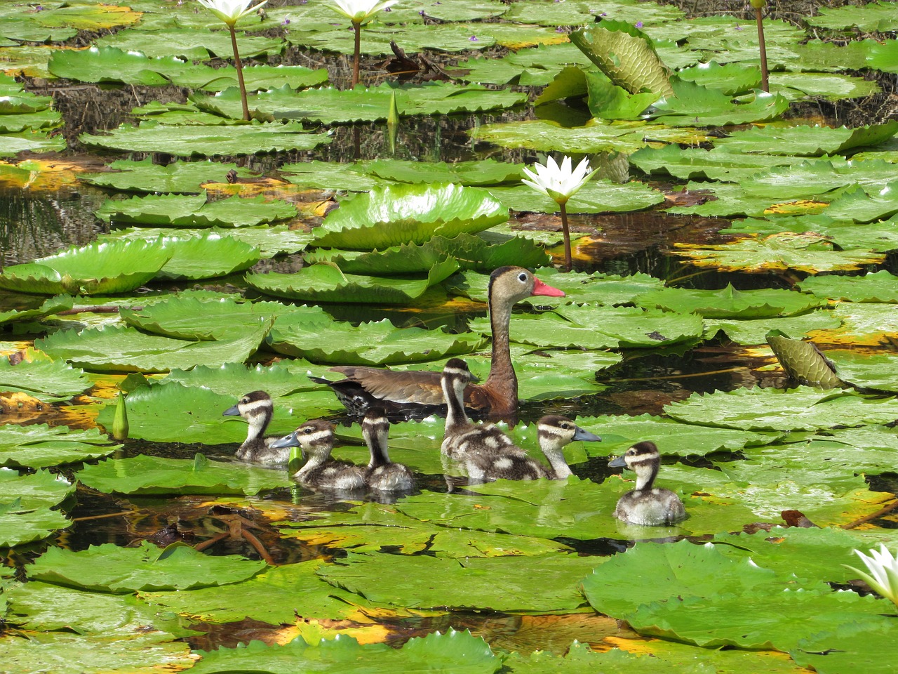 ducklings duck lily pads free photo