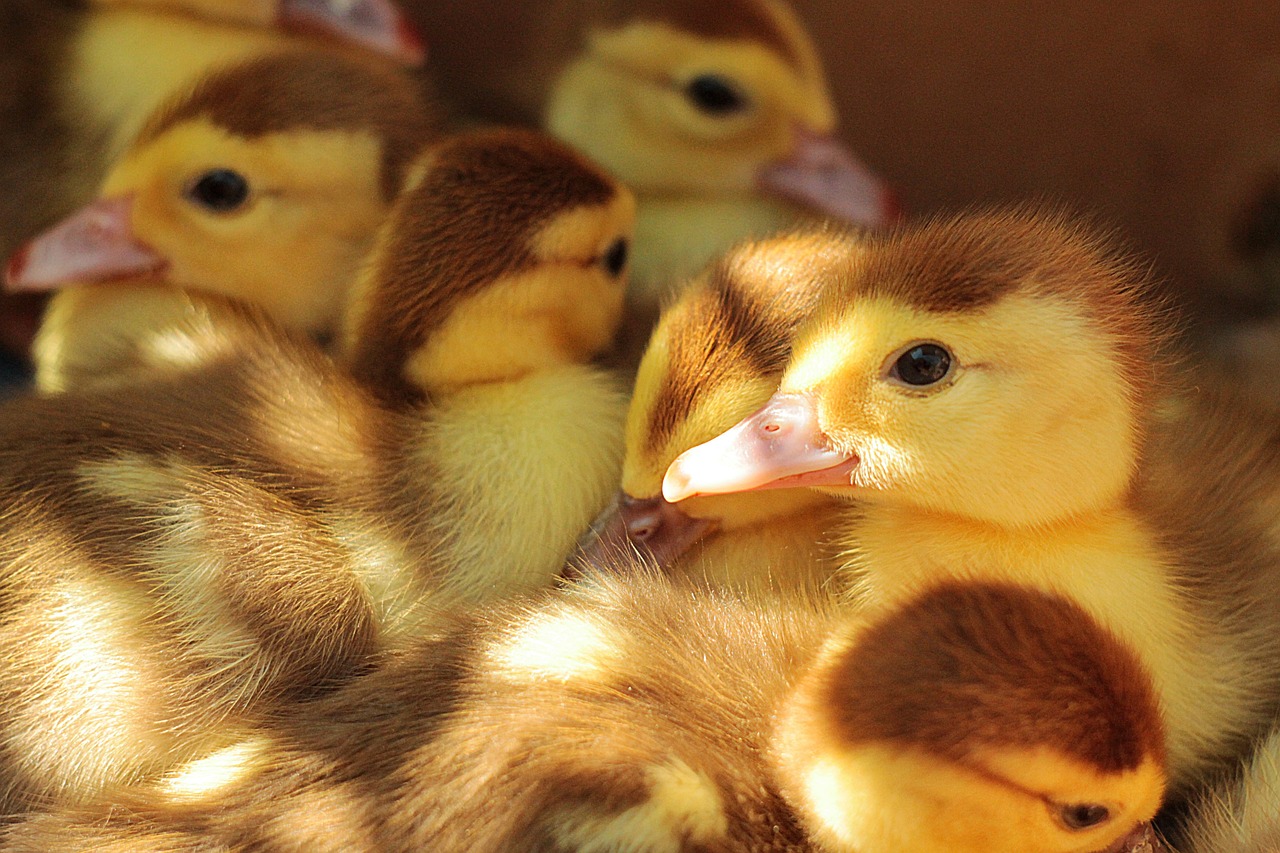 ducklings young cute free photo