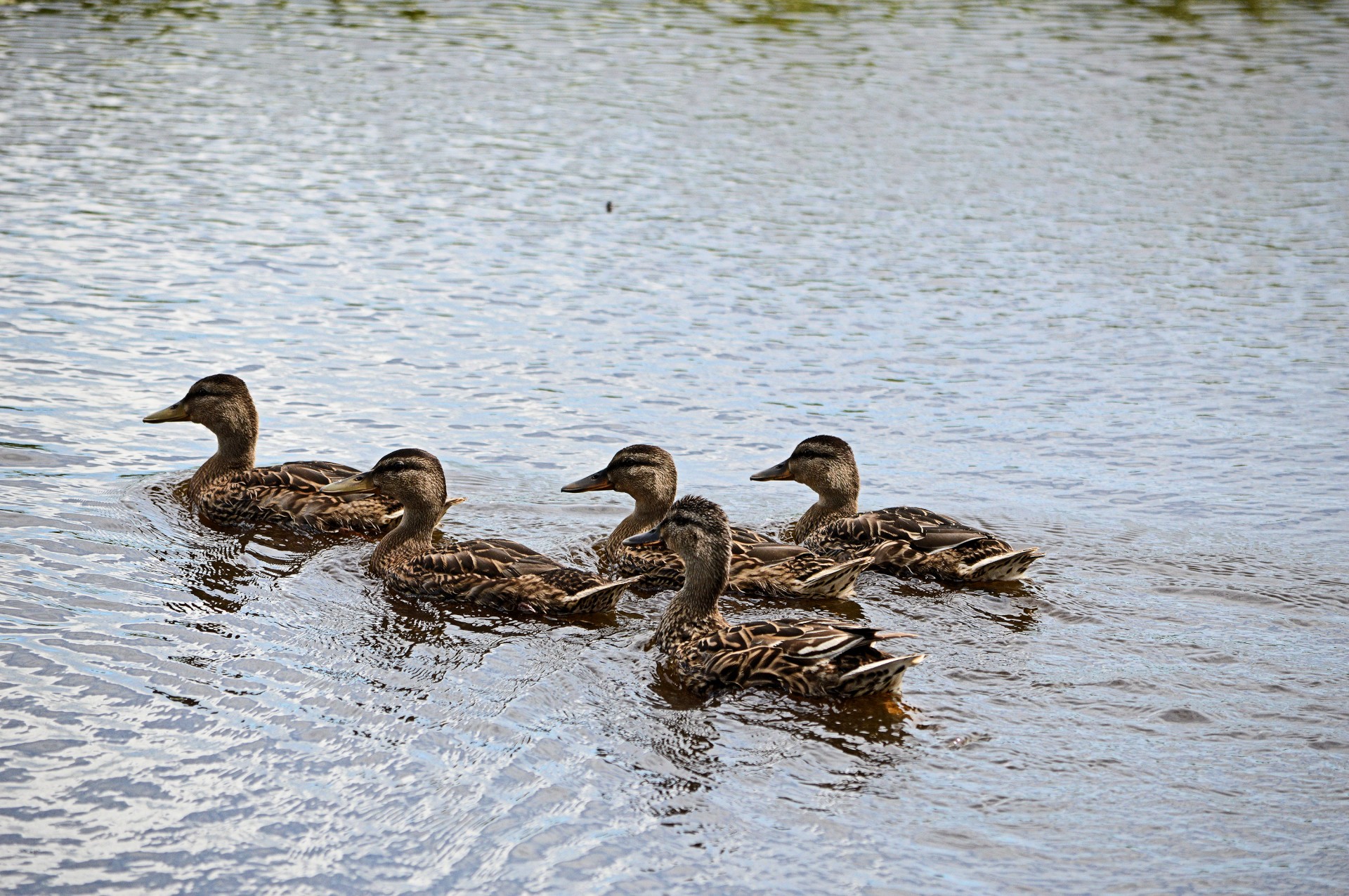 duck duckling waterbird free photo