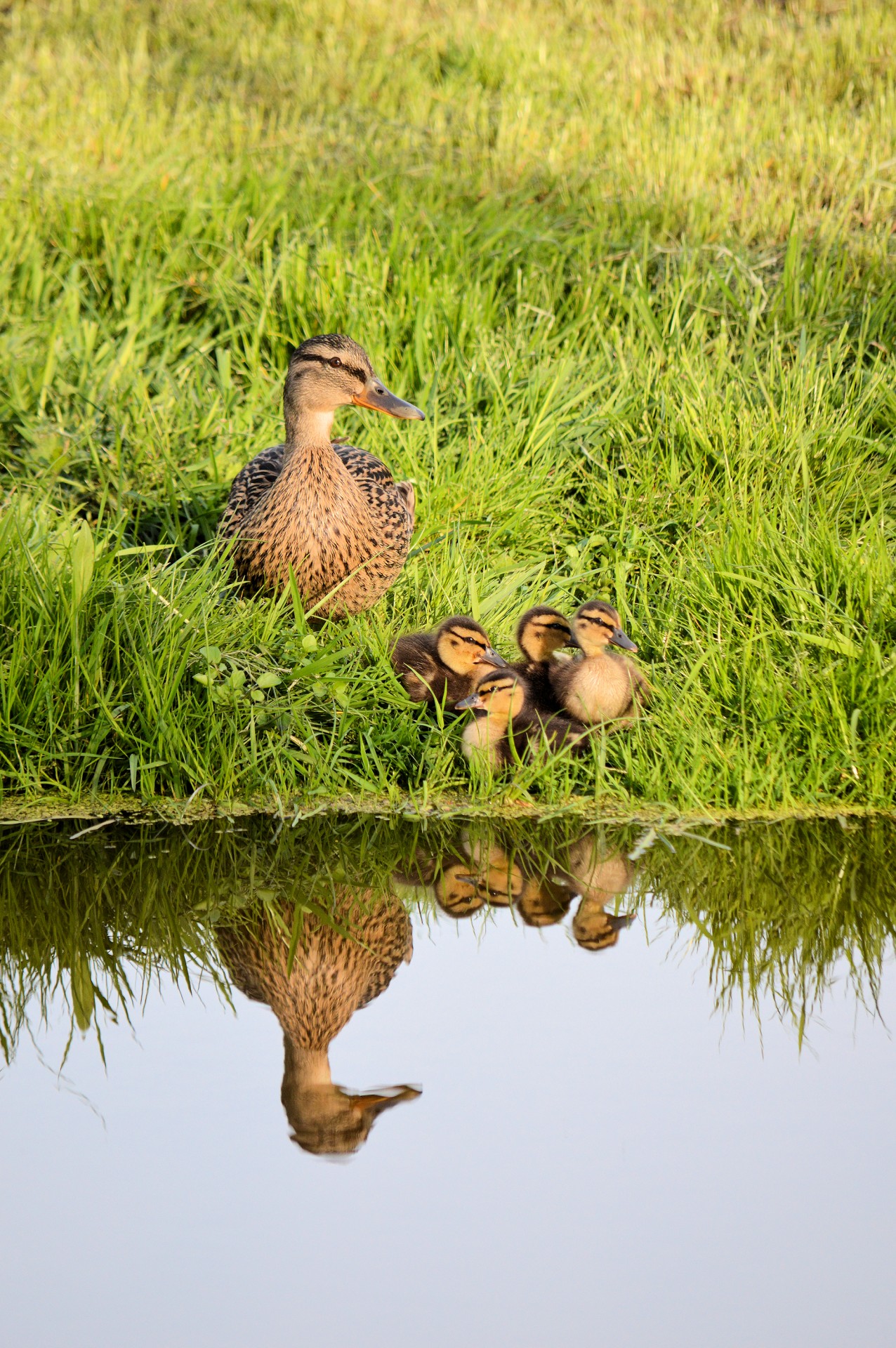 duck duckling waterbird free photo