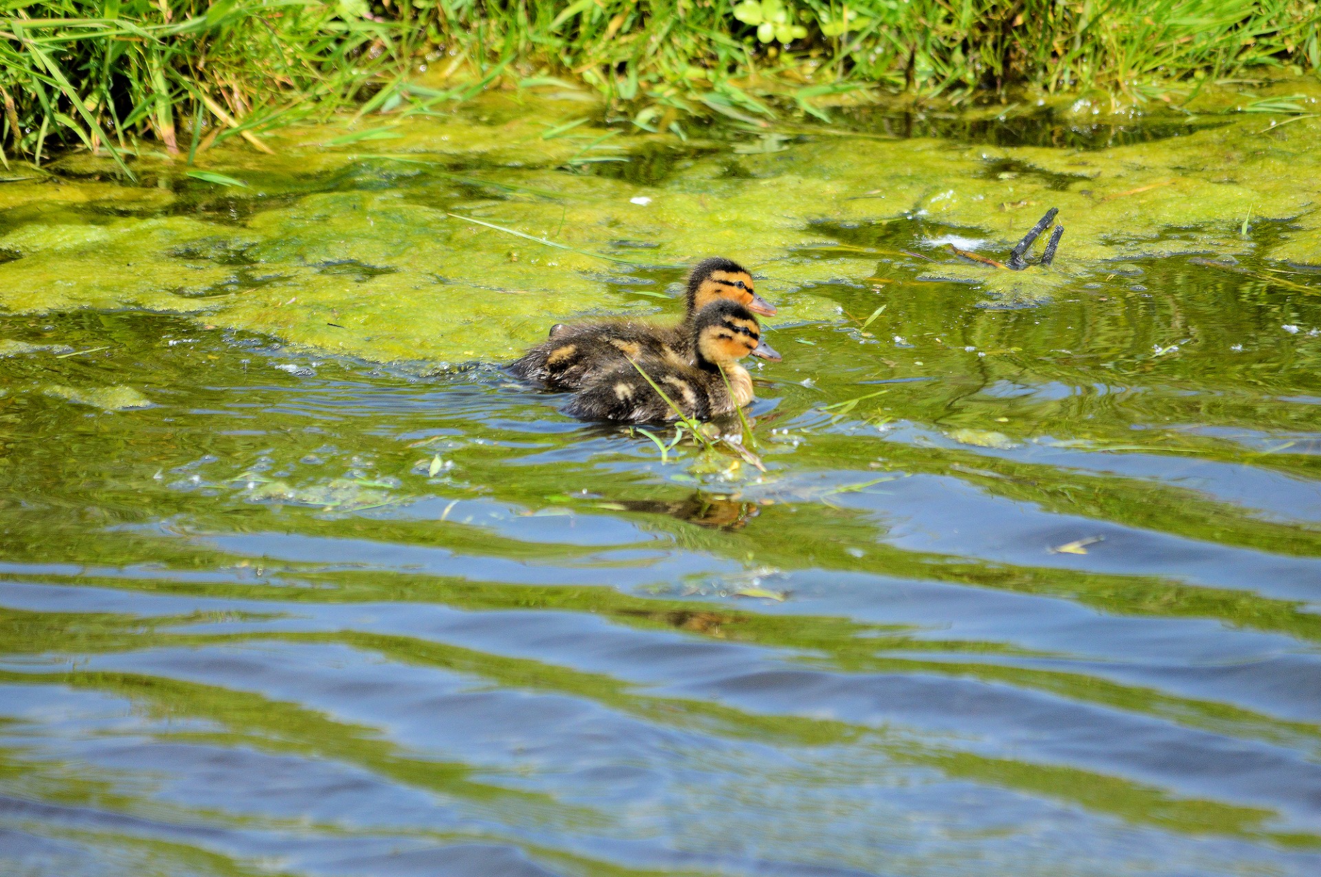 duck duckling waterbird free photo