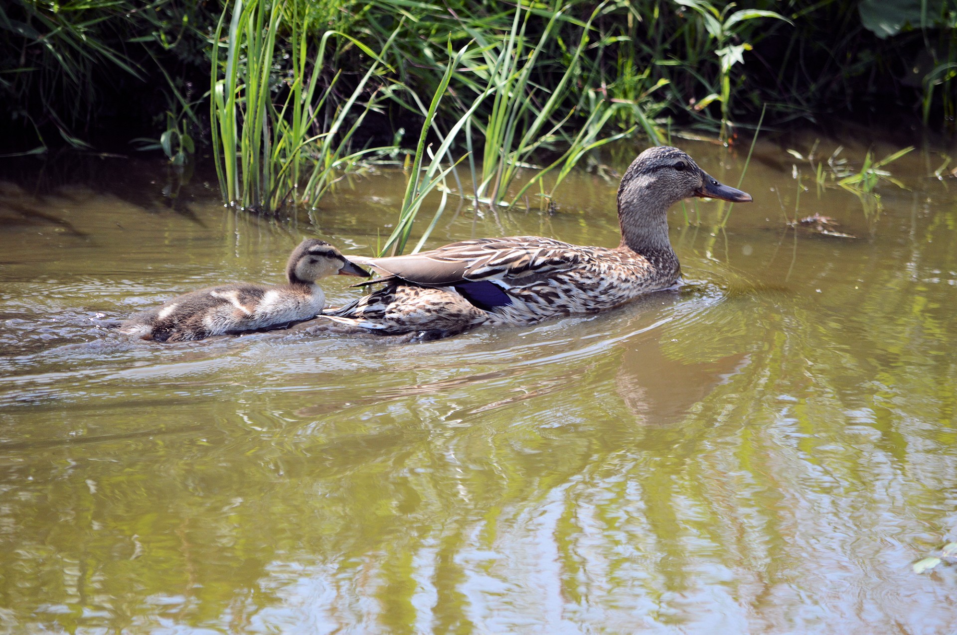 duck duckling waterbird free photo